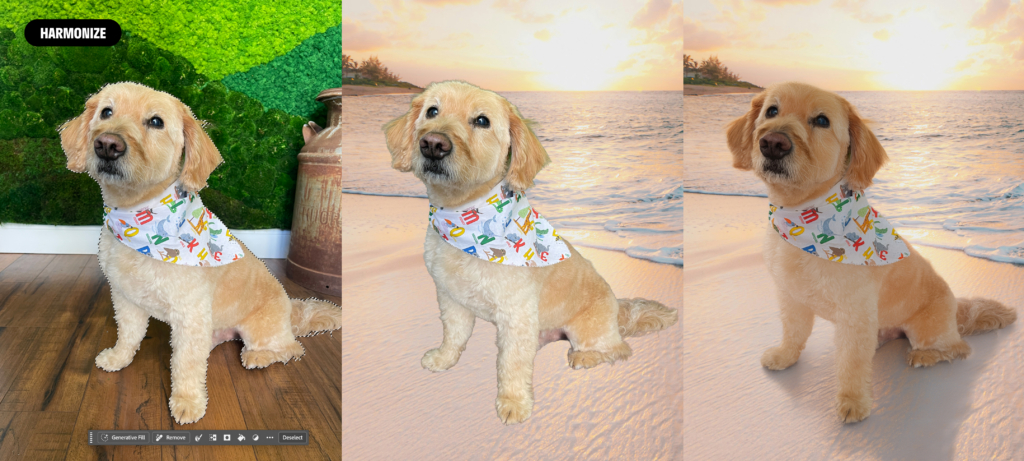 An example of Adobe's Harmonize tool in use, merging a photo of a dog with a photo of a coastal beach scene. 